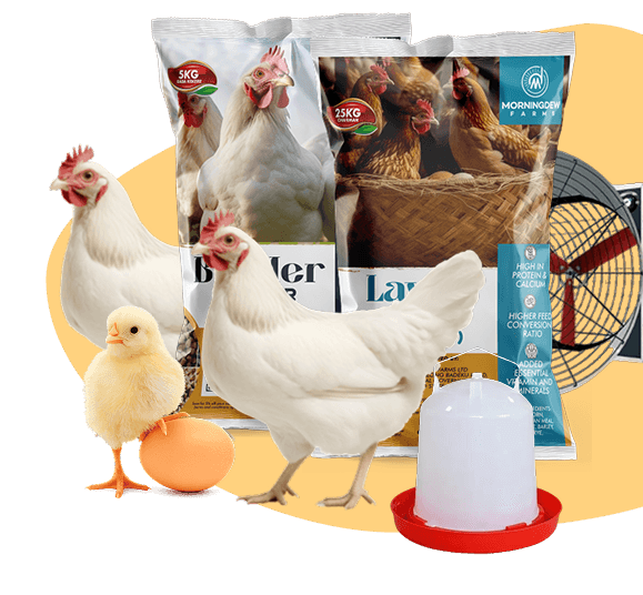Premium B2B Poultry Products
