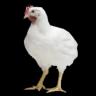 Broiler Chicken