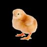 Brown Chick