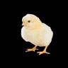 White Layer Chick