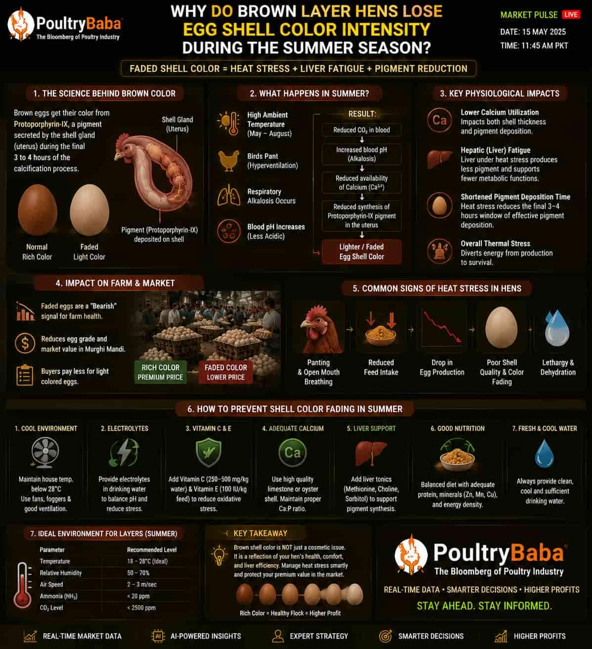 Why do Brown Layer hens lose egg shell color intensity during the summer season?