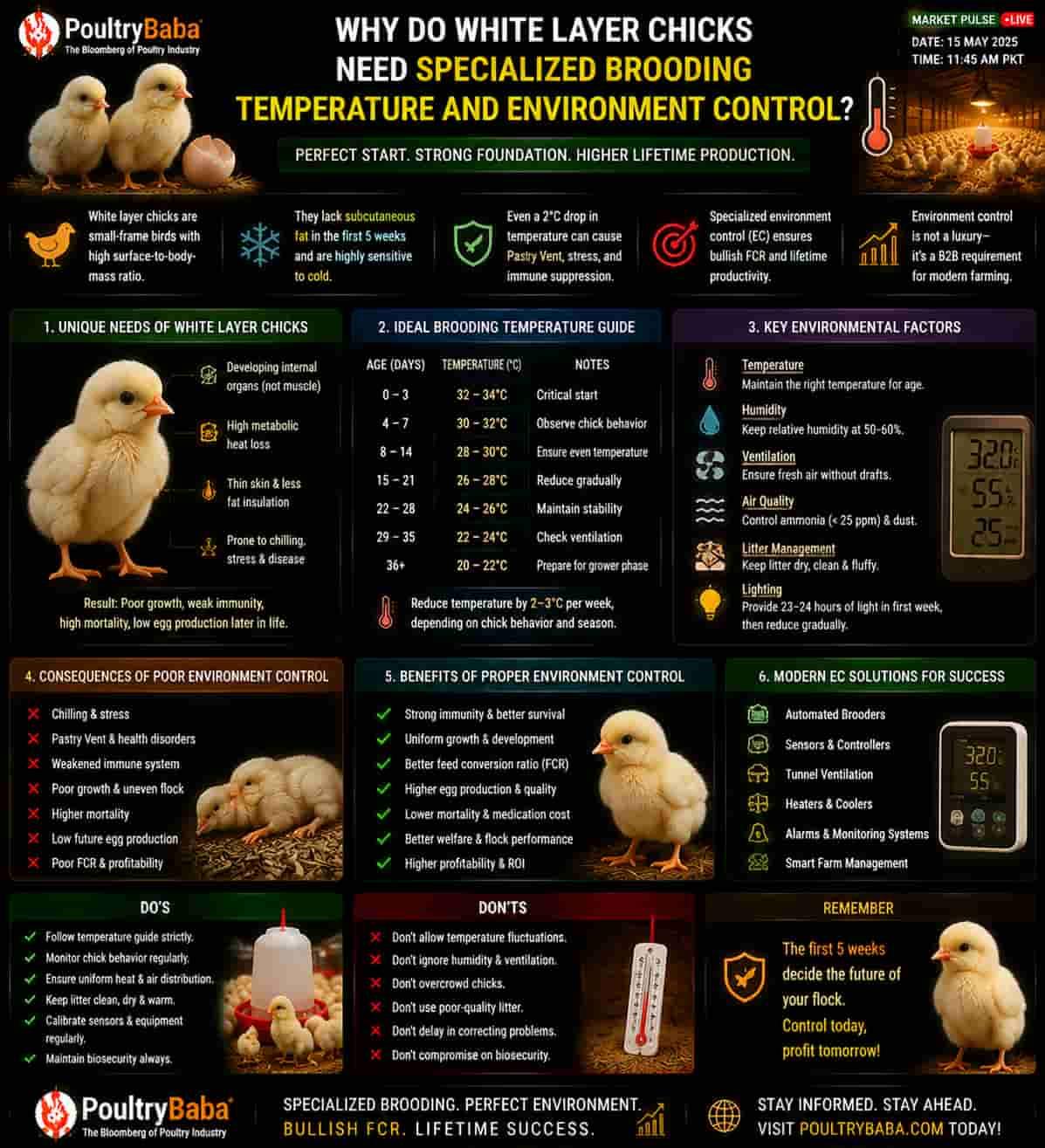 Why Do White Layer Chicks Need Specialized Brooding Temperature and Environment Control?