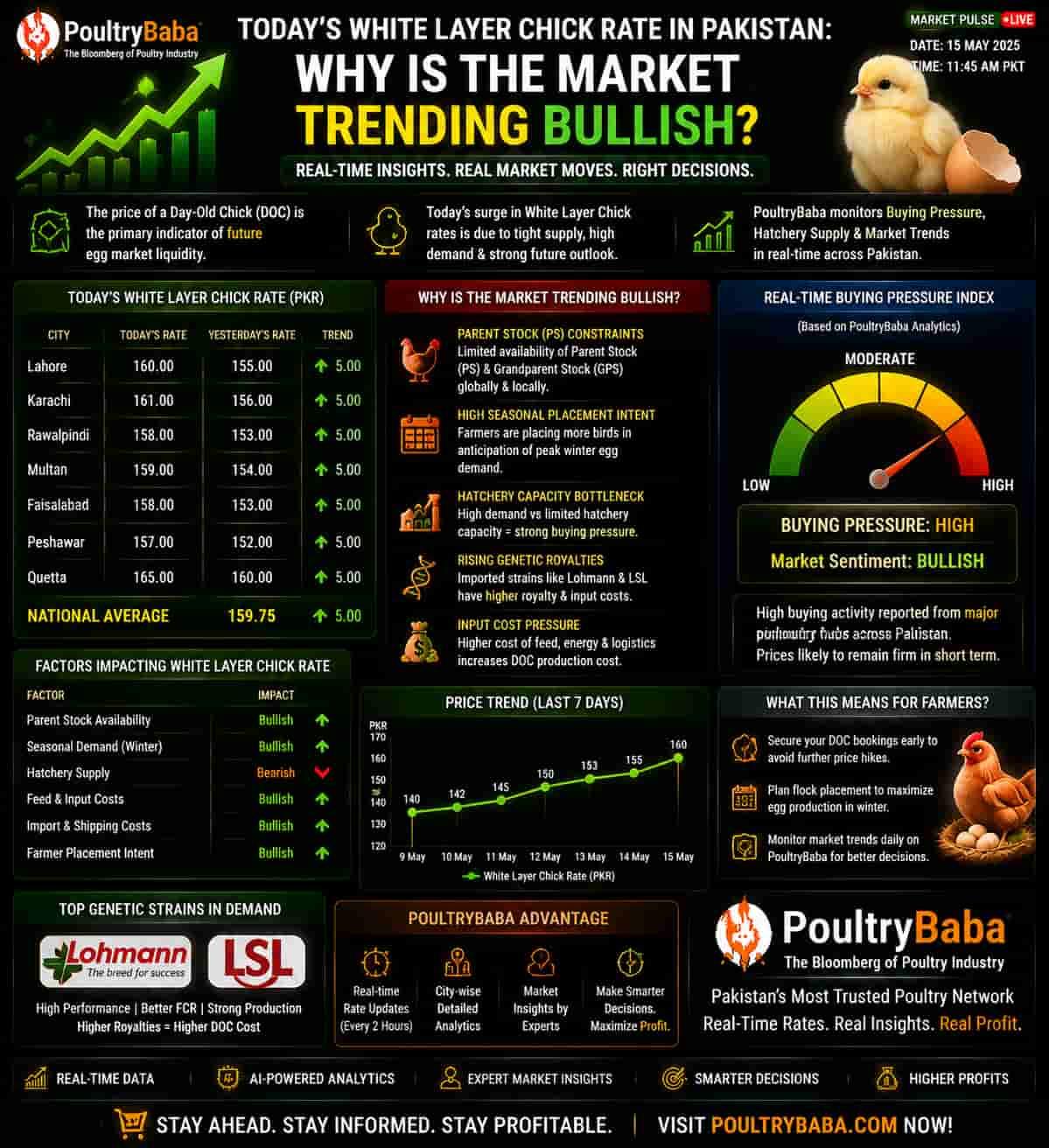 Today’s White Layer Chick Rate in Pakistan: Why is the Market Trending Bullish?