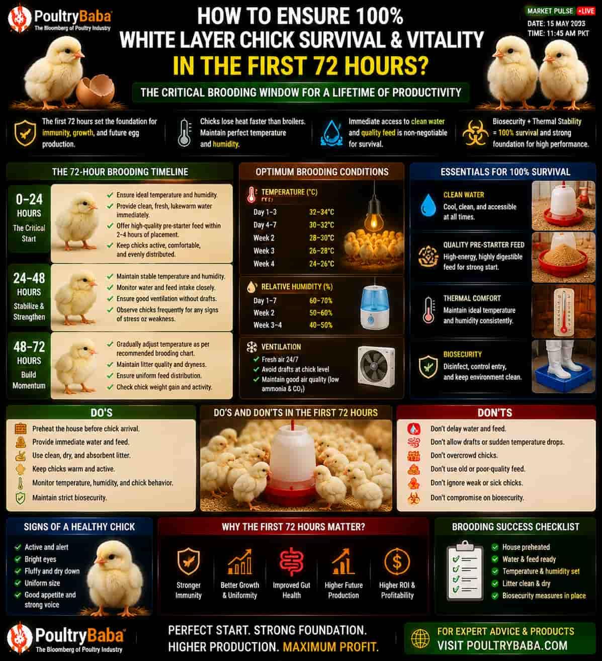 How to Ensure 100% White Layer Chick Survival and Vitality in the First 72 Hours?