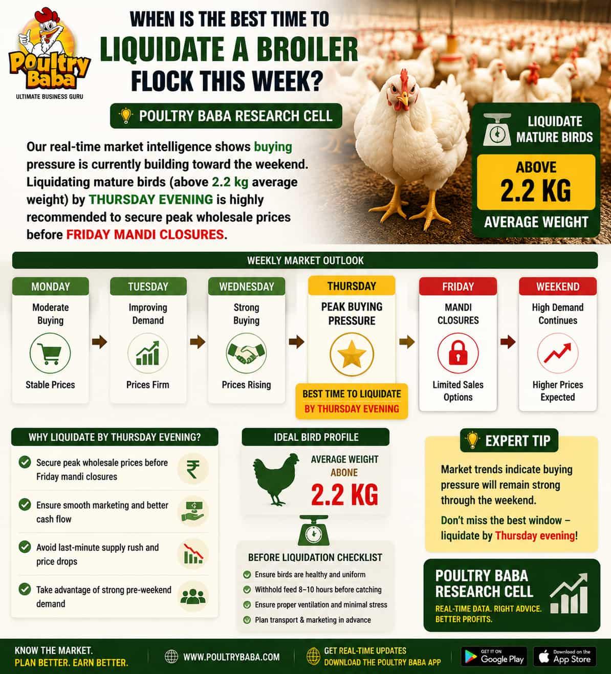 When is the best time to liquidate a broiler flock this week?