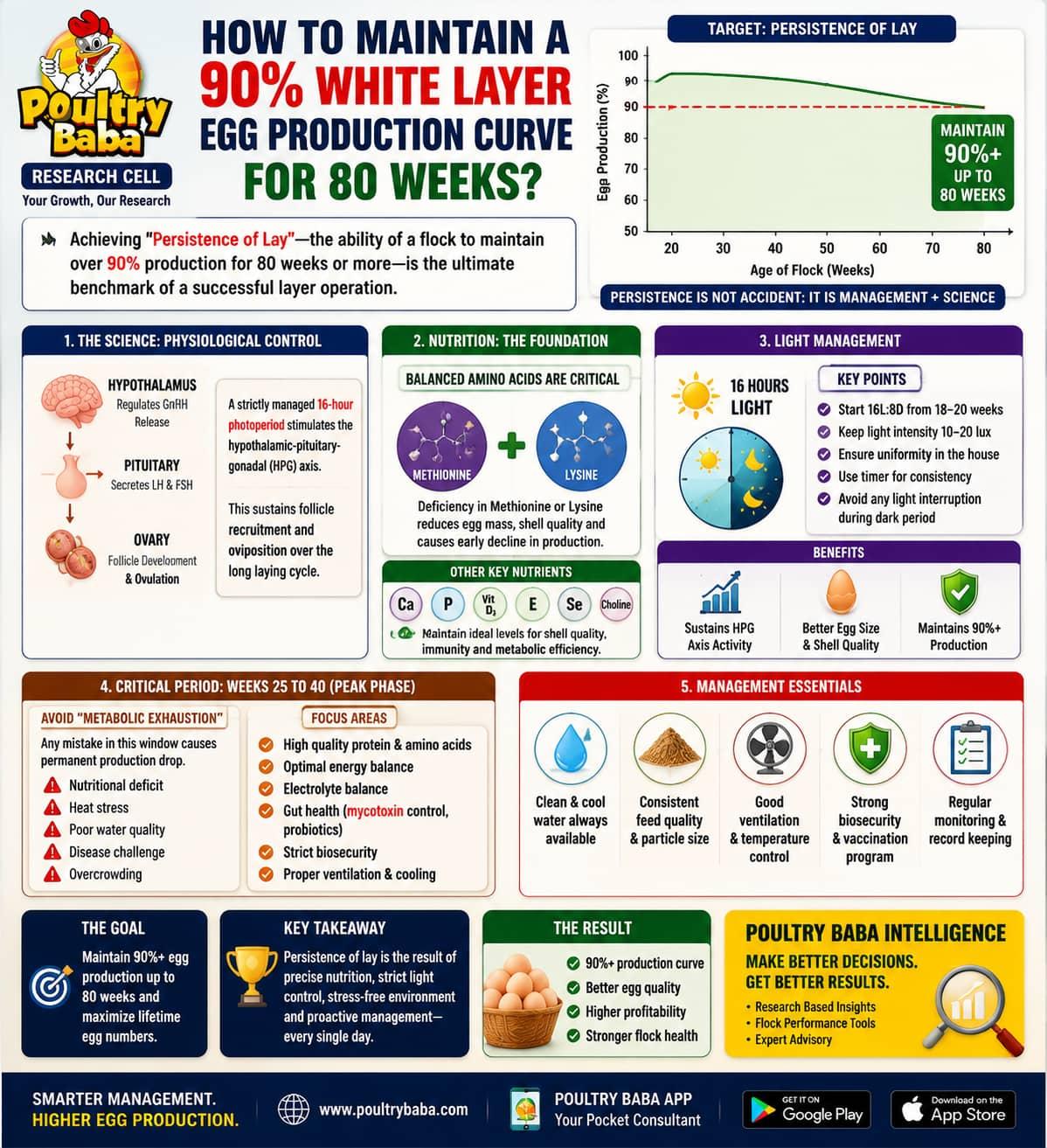 How to Maintain a 90% White Layer Egg Production Curve for 80 Weeks?
