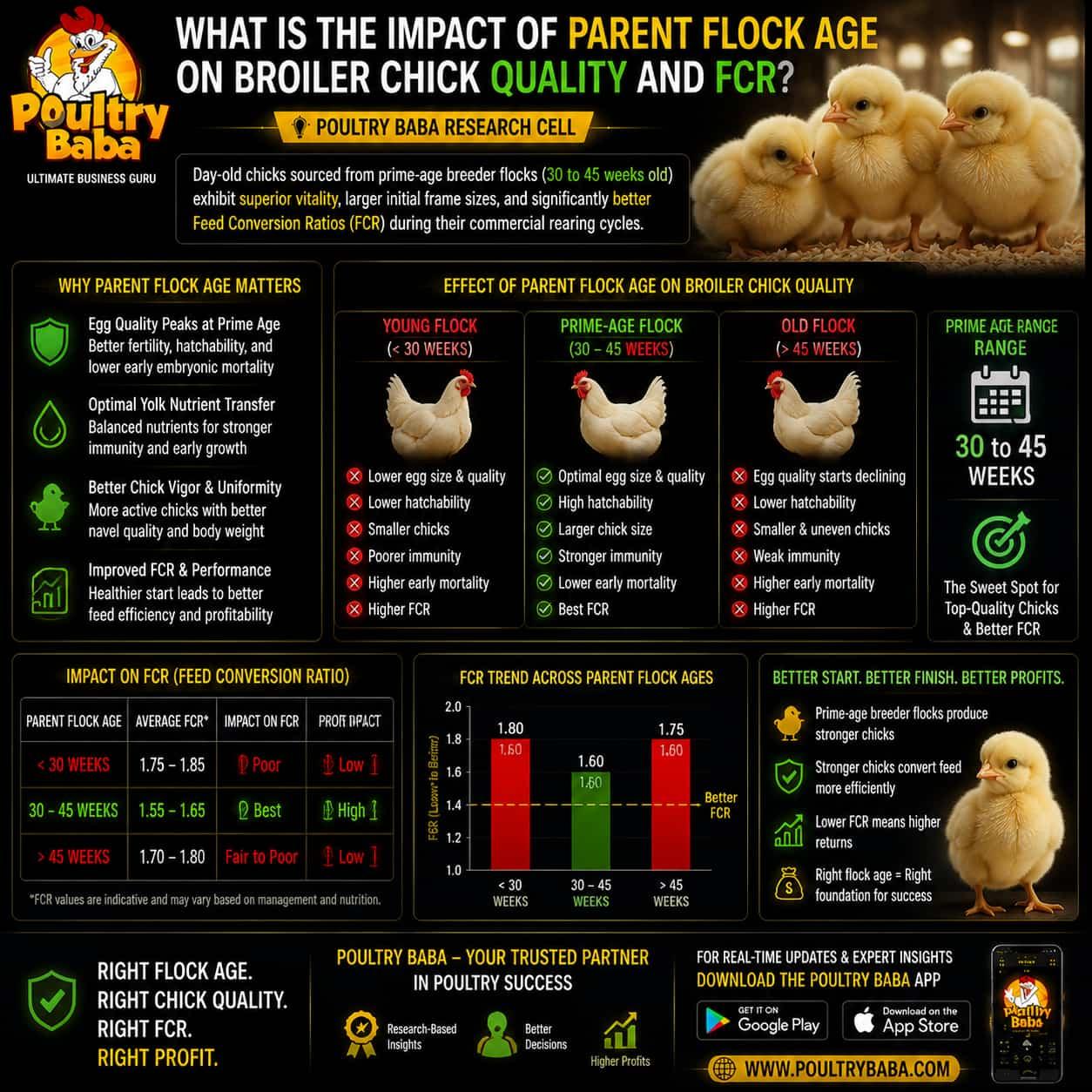 What is the impact of parent flock age on Broiler Chick quality and FCR?