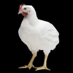 Broiler