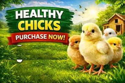 Healthy Chicks Advertisement